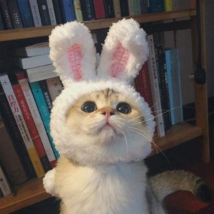 Create meme: cat, cat with Bunny ears