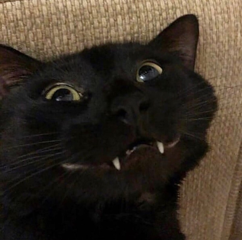 Create meme: Black cat, cat , black cat with fangs