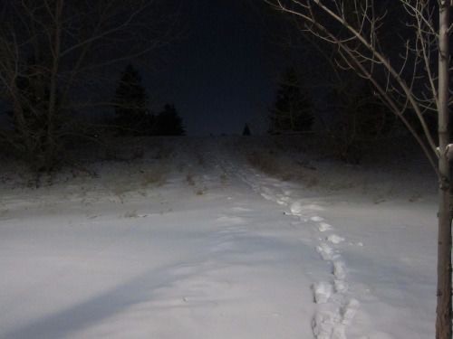 Create meme: darkness, the road in the evening, in the winter forest