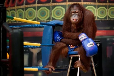 Создать мем: шимпанзе боксер, орангутан бокс, обезьяна орангутанг