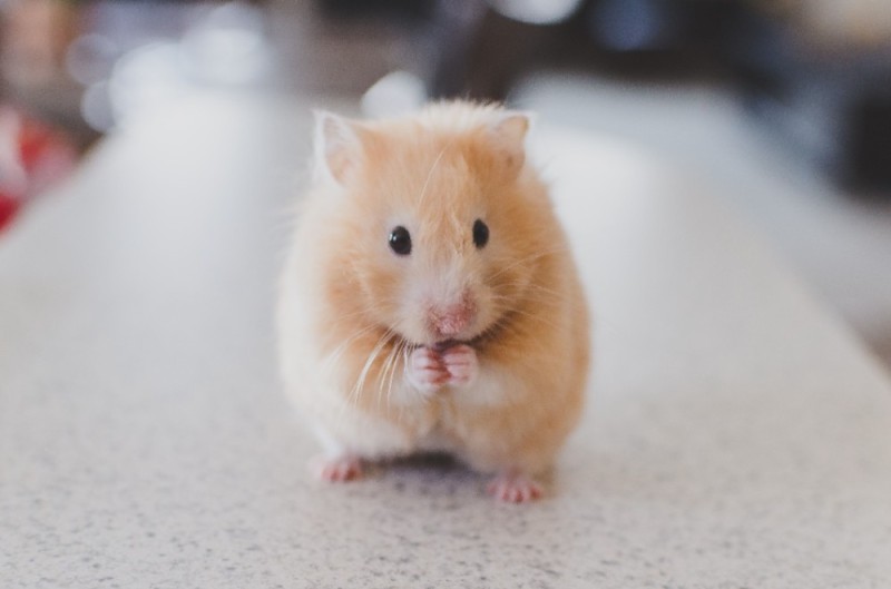 Create meme: hamster , the Syrian hamster , syrian peach hamster