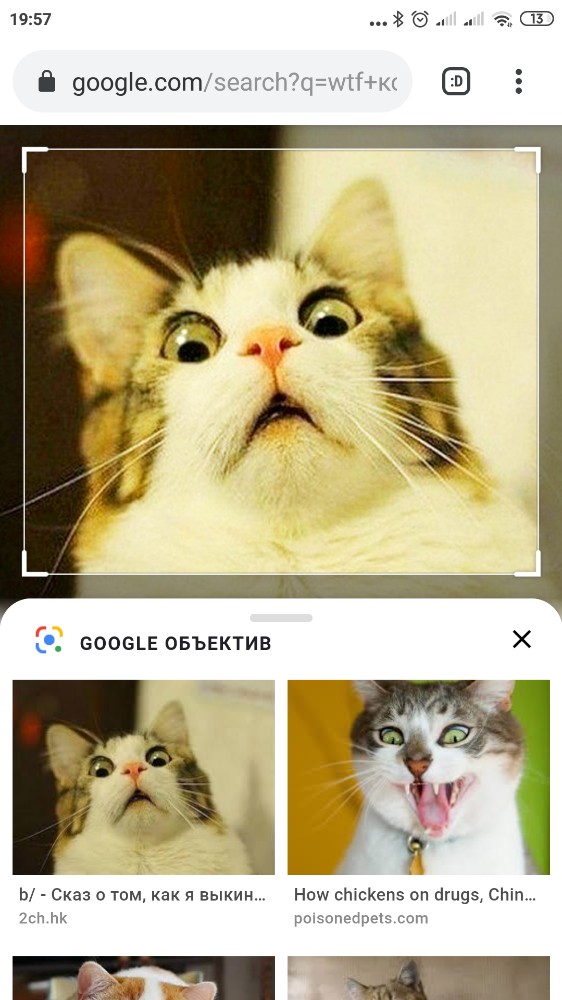 Удивление кота картинки