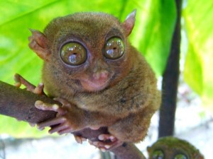 Create meme: lemur tarsier