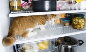 Create meme: the cat in the fridge, refrigerator, When she opened the refrigerator