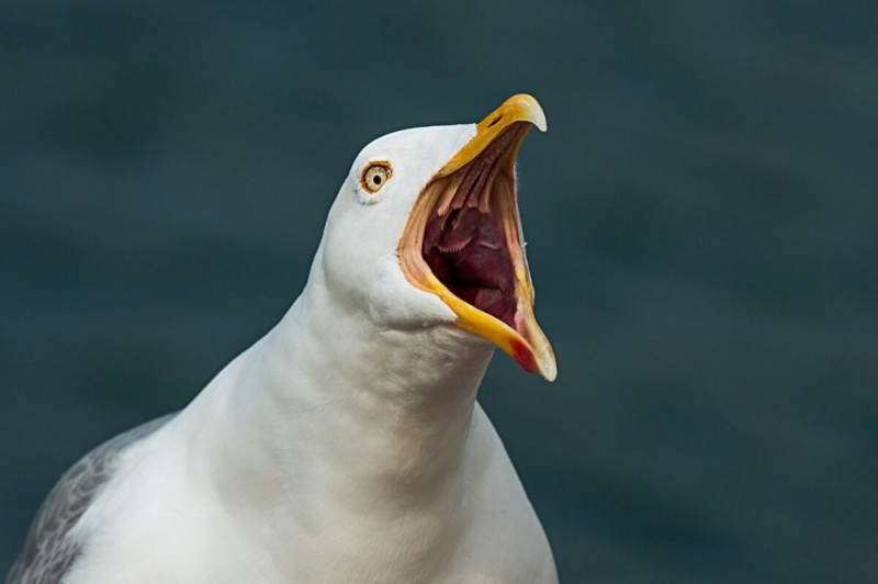Create meme: seagull birds, surprised Seagull, the seagull croaks