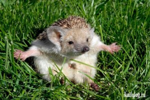 Create meme: hedgehog, hedgehog, hedgehog hedgehogs