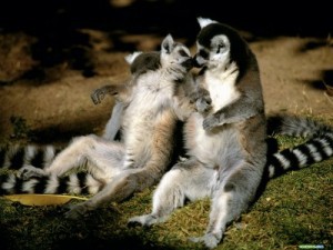 Create meme: lemur, funny animals, Cat