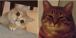 Create meme: cats, cat, cat