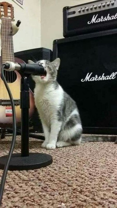 Create meme: a cat with a guitar, cat with electric guitar, cat with microphone