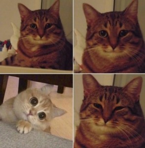 Create meme: meme cat , smiling cat meme, happy cat meme