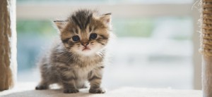 Create meme: cat, cute kittens, kitties