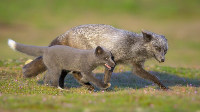 Create meme: the black fox, arctic fox cub, animal Fox