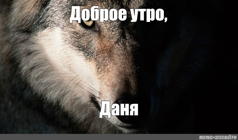 Дани волк. Доброе утро Даня. Мемы доброе утро с волками. Волчьи мемы. Волк мемы с добрым утром.