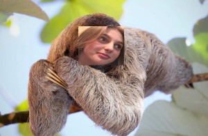 Create meme: sloth on a branch, sloth animal, sloth