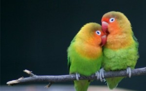 Create meme: parrot lovebird, love bird, yellow love bird