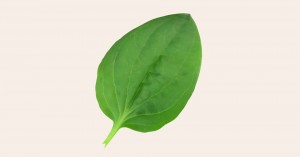 Create meme: plantain leaf on white background, plantain, plantain leaf