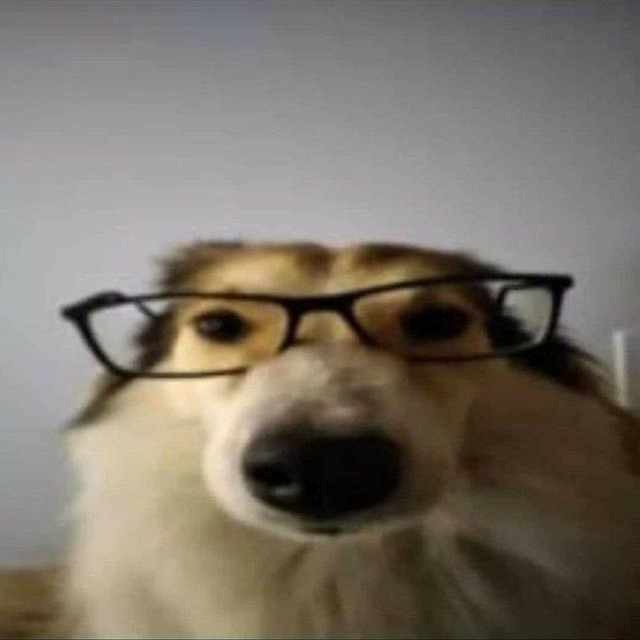 Create meme: dog , funny animals , dog