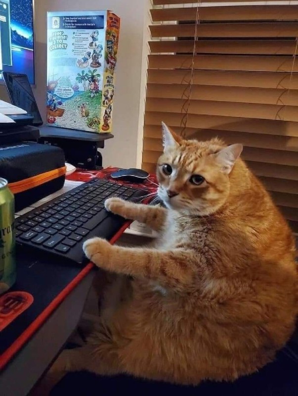 Create meme: cat with a computer, cat , the cat at the computer