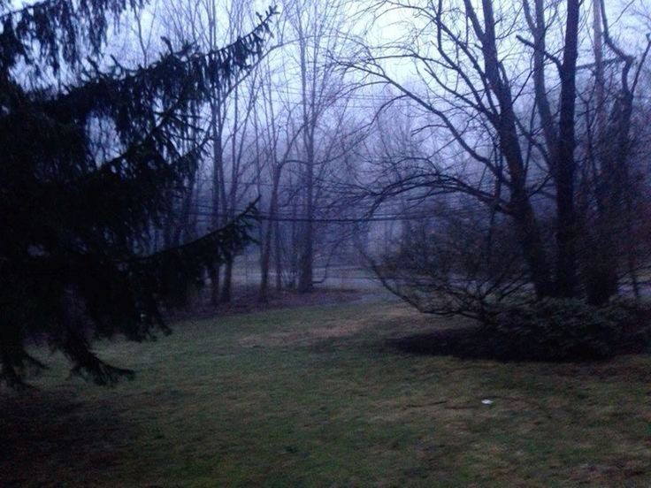 Create meme: dark forest, forest , nature fog