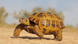 Создать мем: среднеазиатская черепаха красная книга, день неторопливости 26 февраля, среднеазиатская сухопутная черепаха