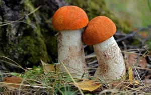 Create meme: mushroom forest, Buturlinovka mushrooms vles, fungi on seedlings name