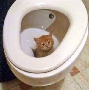 Create meme: funny cats, the cat on the toilet