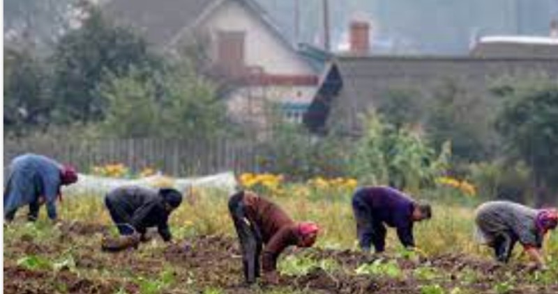 Create meme: to dig potatoes, weeding the garden, the harvest