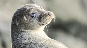 Create meme: the little seal, common seal, cute seal