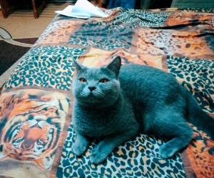 Create meme: blue cat British, British Shorthair, British cat