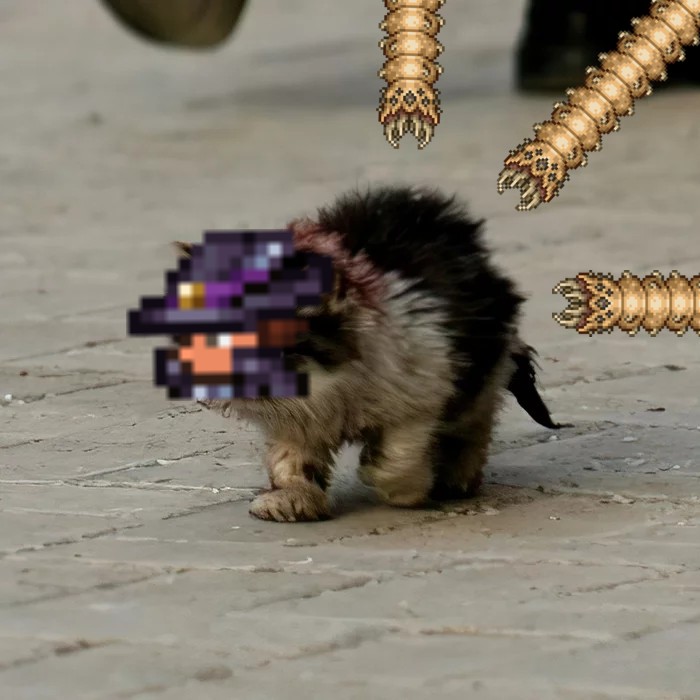 Create meme: kitten meme, the cat is homeless, I will survive meme