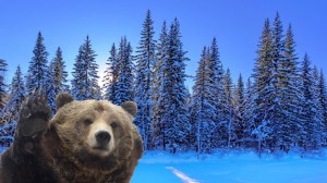 Create meme: winter forest, bear bear, bear