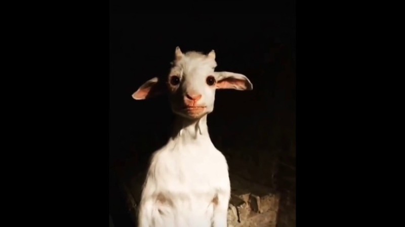 Create meme: funny animals , goat, goat 