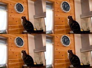 Создать мем: кот смотрит на часы, мем с котом и часами пора, кот и часы мем