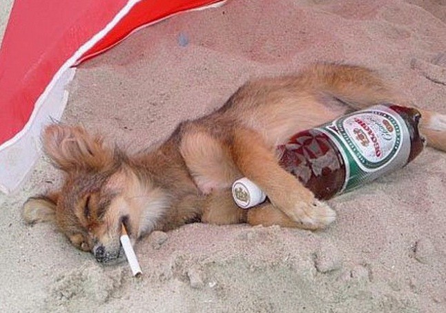 Create meme: A drunken dog, Happy holidays are cool, A drunken animal