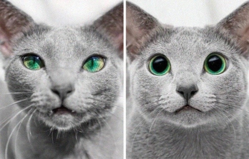 Create meme: the Russian blue cat, russian blue cat, cat 