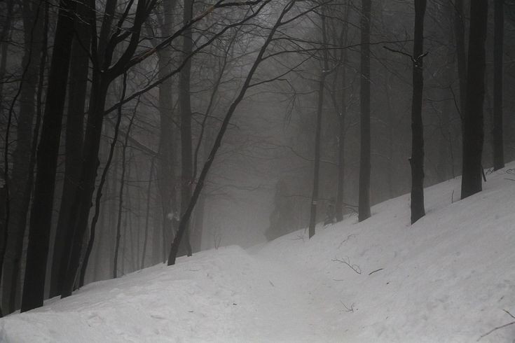 Create meme: gloomy winter forest, dark snowy forest, snow forest