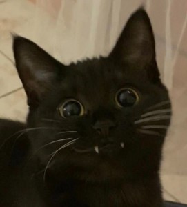 Create meme: cat, cat, black cat