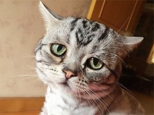 Create meme: a very sad kitty, weeping cats, sad cat