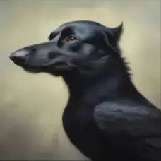 Create meme: dog , black greyhound dog, levretka is black