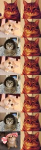 Create meme: cat, memes cats, cats
