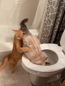 Create meme: funny cats, cat funny, the cat in the toilet
