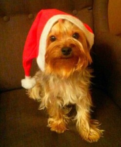 Create meme: joriki, santa dog, Yorkshire Terrier