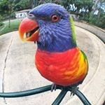 Create meme: birds, rainbow, parrot
