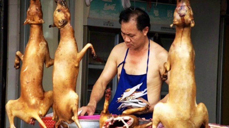 Create meme: the Chinese eat dogs, fried dog, dog meat