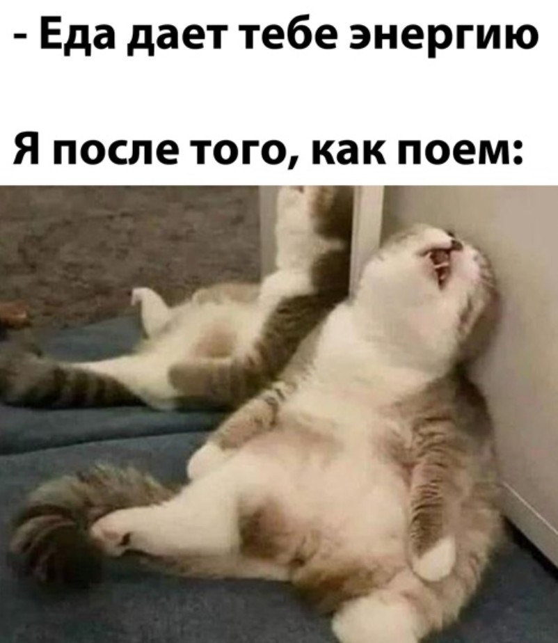 Создать мем кот смешной уставший кот кот Картинки Meme 