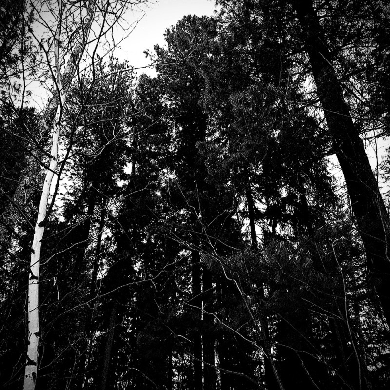 Создать мем: темнота, black and white forest, силуэт леса