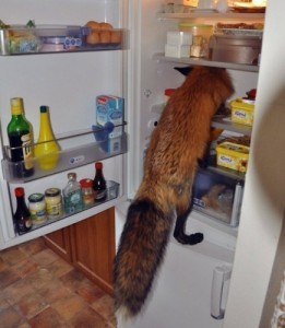 Create meme: Fox in the fridge