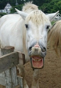 Создать мем: лошадь с открытым ртом, лошадь даун, ржущая лошадь