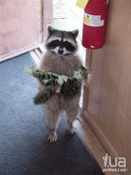 Create meme: the raccoon is small, a raccoon is holding a cat, raccoon with a cat in his arms