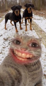 Create meme: cat, selfie cat on the background of dogs, cat taking a selfie